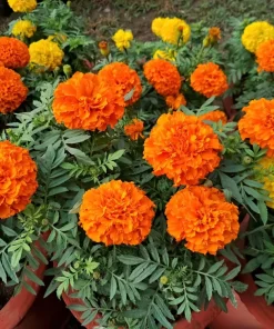 250 African Marigold Crackerjack Mixed Color Flower Seeds - Image 10