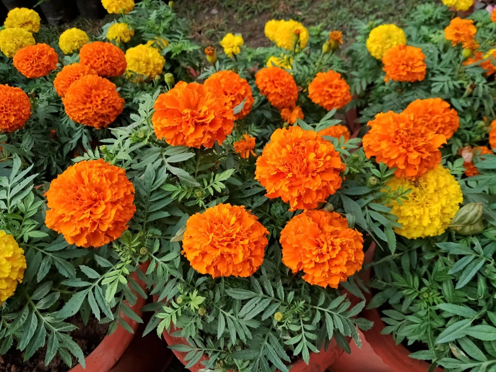 250 African Marigold Crackerjack Mixed Color Flower Seeds - Image 10