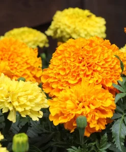 250 African Marigold Crackerjack Mixed Color Flower Seeds - Image 11