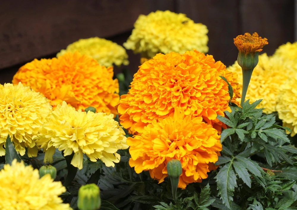 250 African Marigold Crackerjack Mixed Color Flower Seeds - Image 11