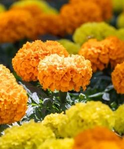 250 African Marigold Crackerjack Mixed Color Flower Seeds - Image 12