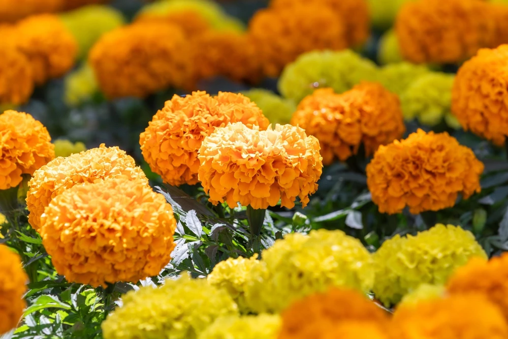 250 African Marigold Crackerjack Mixed Color Flower Seeds - Image 12