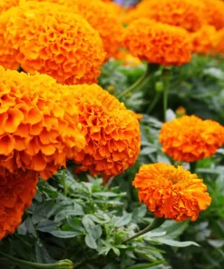 250 African Marigold Crackerjack Mixed Color Flower Seeds - Image 13