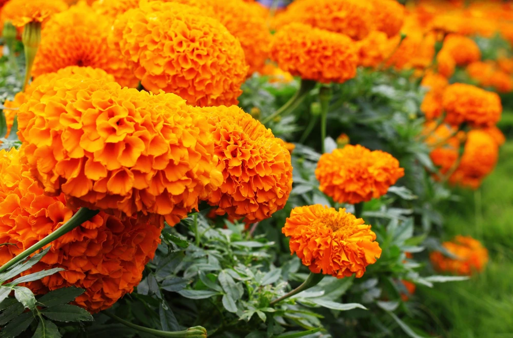 250 African Marigold Crackerjack Mixed Color Flower Seeds - Image 13