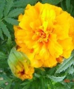 250 African Marigold Crackerjack Mixed Color Flower Seeds - Image 2