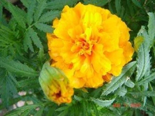250 African Marigold Crackerjack Mixed Color Flower Seeds - Image 2