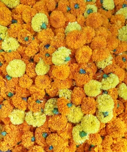 250 African Marigold Crackerjack Mixed Color Flower Seeds - Image 3