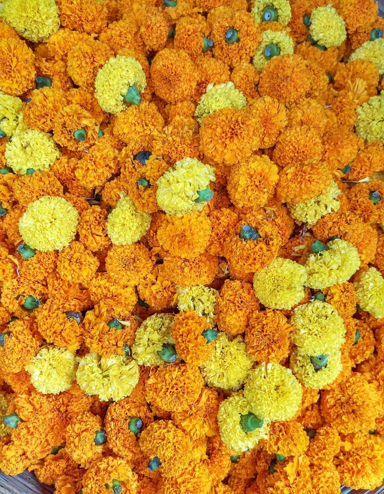 250 African Marigold Crackerjack Mixed Color Flower Seeds - Image 3