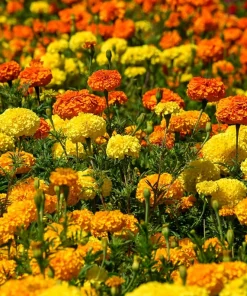 250 African Marigold Crackerjack Mixed Color Flower Seeds - Image 4