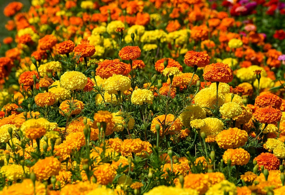 250 African Marigold Crackerjack Mixed Color Flower Seeds - Image 4