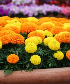 250 African Marigold Crackerjack Mixed Color Flower Seeds - Image 5