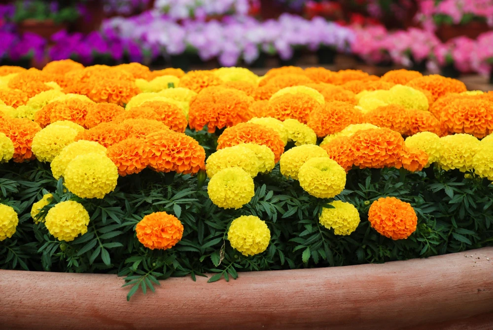 250 African Marigold Crackerjack Mixed Color Flower Seeds - Image 5