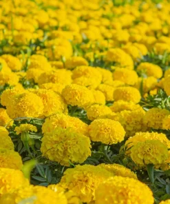 250 African Marigold Crackerjack Mixed Color Flower Seeds - Image 6