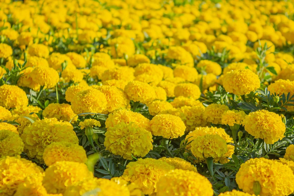 250 African Marigold Crackerjack Mixed Color Flower Seeds - Image 6