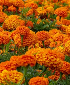 250 African Marigold Crackerjack Mixed Color Flower Seeds - Image 7