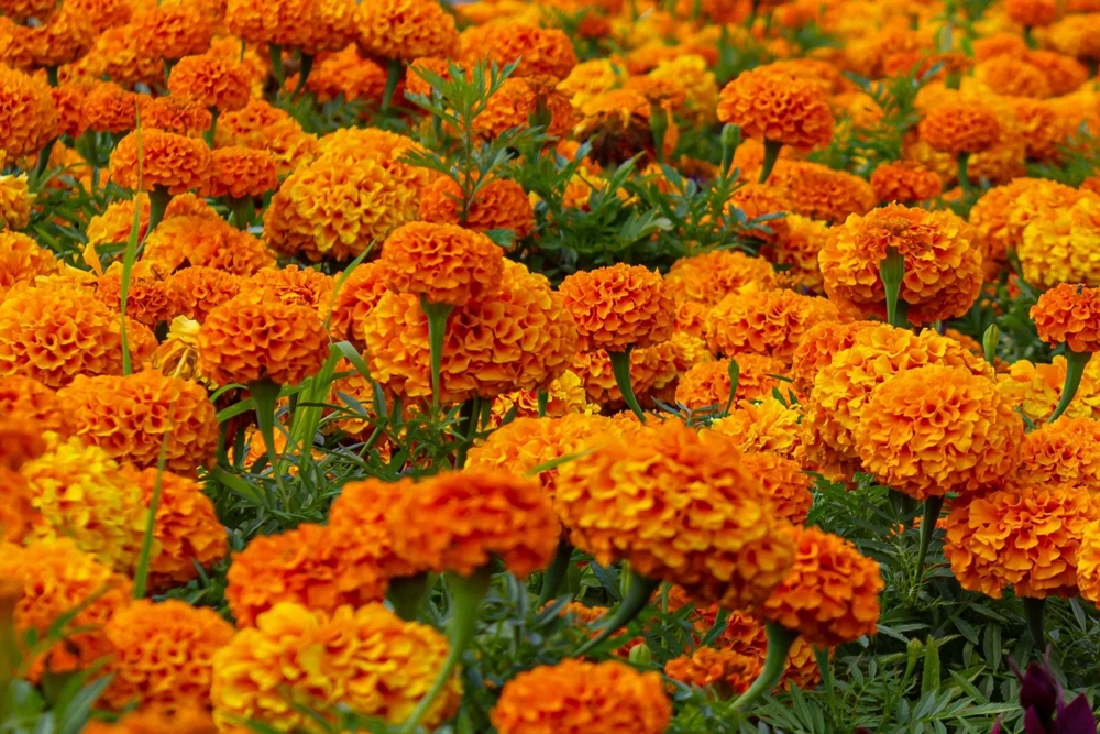 250 African Marigold Crackerjack Mixed Color Flower Seeds - Image 7