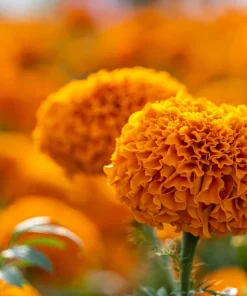 250 African Marigold Crackerjack Mixed Color Flower Seeds - Image 8