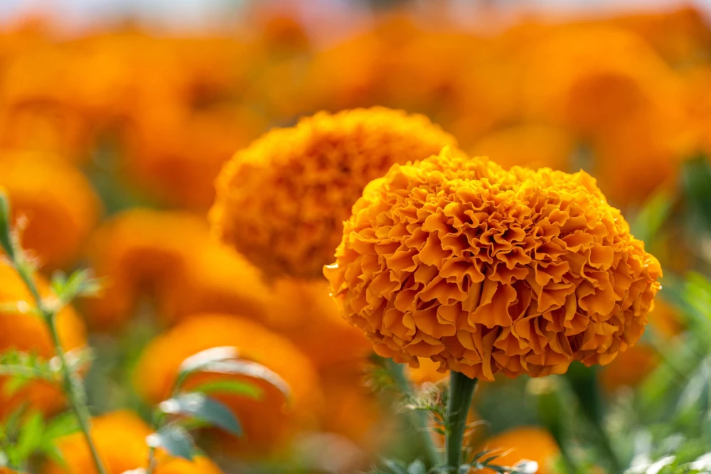 250 African Marigold Crackerjack Mixed Color Flower Seeds - Image 8