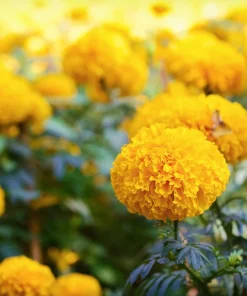 250 African Marigold Crackerjack Mixed Color Flower Seeds - Image 9