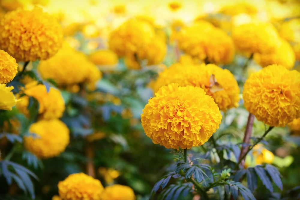 250 African Marigold Crackerjack Mixed Color Flower Seeds - Image 9