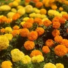 250 African Marigold Crackerjack Mixed Color Flower Seeds - Image 1