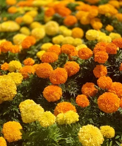250 African Marigold Crackerjack Mixed Color Flower Seeds - Image 1