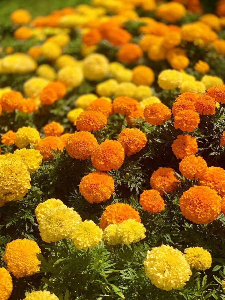 250 African Marigold Crackerjack Mixed Color Flower Seeds - Image 1