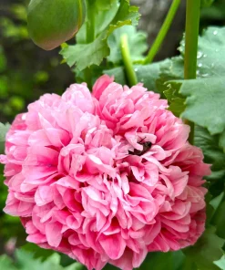 250 Bombast Peony Poppy Flower Seeds - Papaver Peoniflorum - Image 2