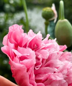 250 Bombast Peony Poppy Flower Seeds - Papaver Peoniflorum - Image 3