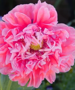 250 Bombast Peony Poppy Flower Seeds - Papaver Peoniflorum - Image 4