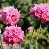 250 Bombast Peony Poppy Flower Seeds - Papaver Peoniflorum - Image 1