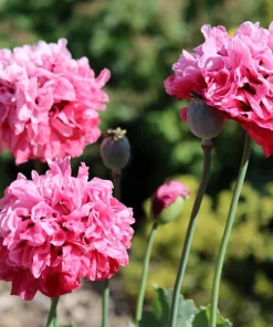 250 Bombast Peony Poppy Flower Seeds - Papaver Peoniflorum - Image 1