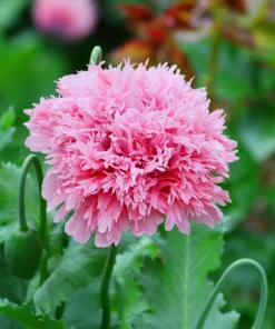 250 Bombast Peony Poppy Flower Seeds - Papaver Peoniflorum - Image 5