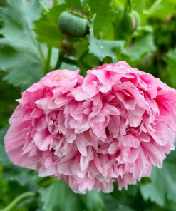 250 Bombast Peony Poppy Flower Seeds - Papaver Peoniflorum - Image 6