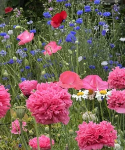 250 Bombast Peony Poppy Flower Seeds - Papaver Peoniflorum - Image 7