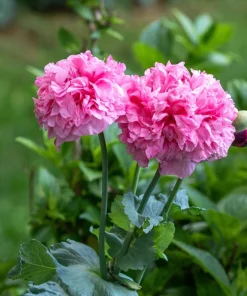 250 Bombast Peony Poppy Flower Seeds - Papaver Peoniflorum - Image 8