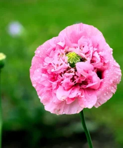 250 Bombast Peony Poppy Flower Seeds - Papaver Peoniflorum - Image 9
