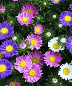 250 China Aster Mix Flower Seeds - Callistephus Chinensis, Vibrant Mixed Colors - Image 2