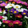 250 China Aster Mix Flower Seeds - Callistephus Chinensis, Vibrant Mixed Colors - Image 1