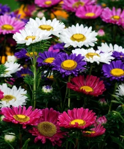 250 China Aster Mix Flower Seeds - Callistephus Chinensis, Vibrant Mixed Colors - Image 1