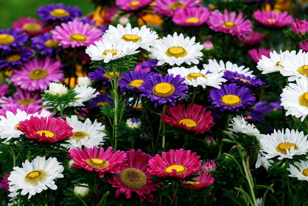 250 China Aster Mix Flower Seeds - Callistephus Chinensis, Vibrant Mixed Colors - Image 1