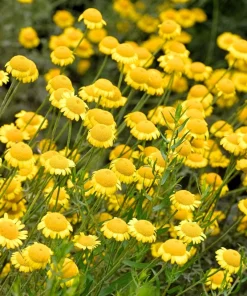 250 Golden Marguerite Daisy Seeds - Yellow Chamomile Anthemis Tinctoria Kelwayi - Image 10