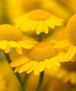 250 Golden Marguerite Daisy Seeds - Yellow Chamomile Anthemis Tinctoria Kelwayi - Image 2