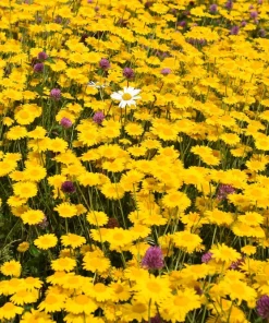 250 Golden Marguerite Daisy Seeds - Yellow Chamomile Anthemis Tinctoria Kelwayi - Image 3
