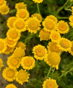 250 Golden Marguerite Daisy Seeds - Yellow Chamomile Anthemis Tinctoria Kelwayi - Image 4