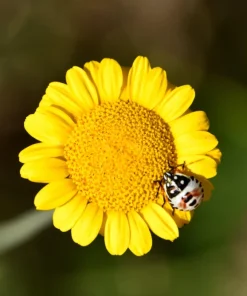 250 Golden Marguerite Daisy Seeds - Yellow Chamomile Anthemis Tinctoria Kelwayi - Image 5