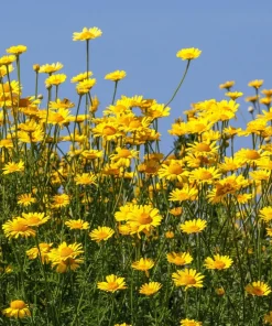 250 Golden Marguerite Daisy Seeds - Yellow Chamomile Anthemis Tinctoria Kelwayi - Image 6