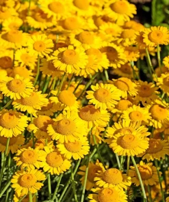 250 Golden Marguerite Daisy Seeds - Yellow Chamomile Anthemis Tinctoria Kelwayi - Image 7