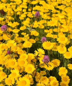 250 Golden Marguerite Daisy Seeds - Yellow Chamomile Anthemis Tinctoria Kelwayi - Image 8