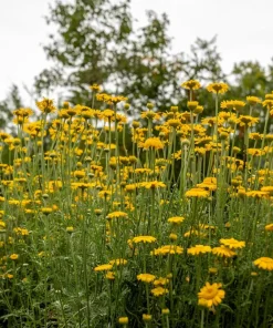250 Golden Marguerite Daisy Seeds - Yellow Chamomile Anthemis Tinctoria Kelwayi - Image 9